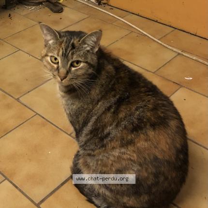 Foto 1/1 Chatonne Chat perdido en Pau