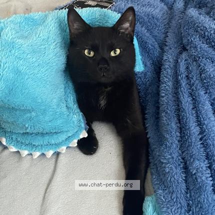Foto 1/1 Shadow Chat perdido en Aigneville