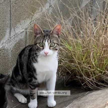 Foto 1/1 Ulko Chat perdido en Villefranche de lauragais