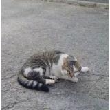 Foto del gato perdido en Dammartin En Goele