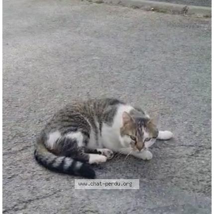 Foto 1/1 Jumper Chat perdido en Dammartin en goele