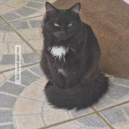 Foto 1/1 Rom&eacute;o Chat perdido en Singly