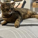 Foto del gato perdido en Montville