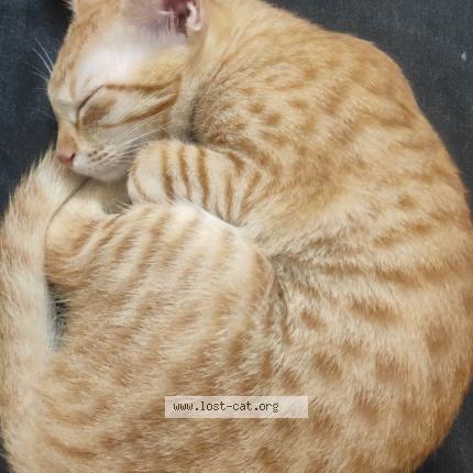 Foto 1/1 Button Chat perdido en Thanjavur