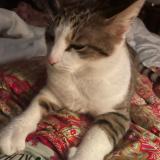 Foto del gato perdido en Villele