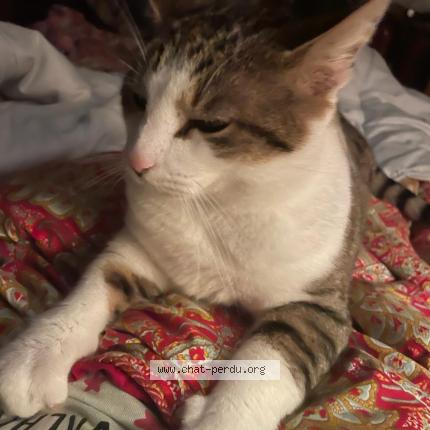 Foto 1/1 Canaille Chat perdido en Villele