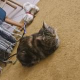 Foto del gato perdido en Beauzelle