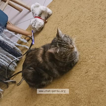 Foto 1/1 Djuna Chat perdido en Beauzelle