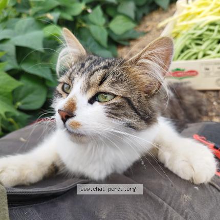 Foto 1/1 Prince Chat perdido en Laigne