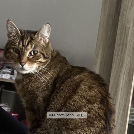 Foto 1/1 Moustache Chat perdido en Tourcoing