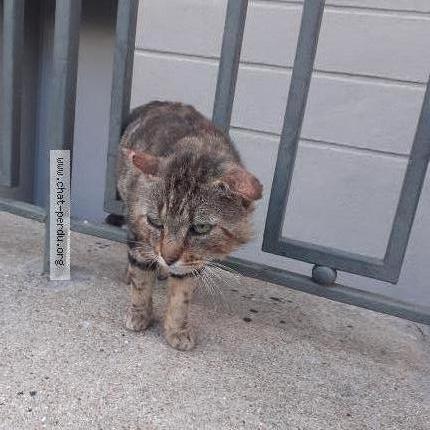 Foto 1/1 Gato encontrado Encontrado en Rennes