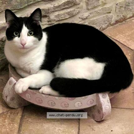 Foto 1/1 BLUE Chat perdido en Saussey