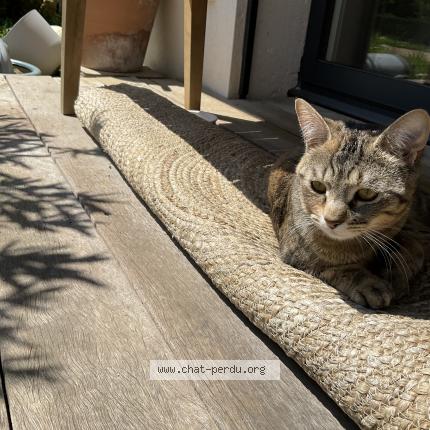 Foto 2/3 Bella Chat perdido en Saint didier au mont d or