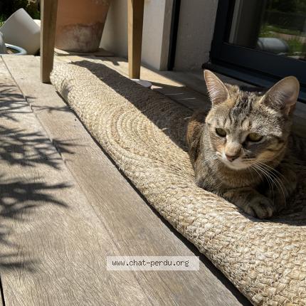 Foto 3/3 Bella Chat perdido en Saint didier au mont d or