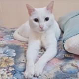 Foto de un gato reunido en Draria