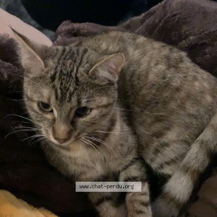 Foto 1/1 Yumi Chat perdido en Chailland