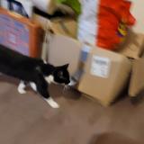 Foto del gato perdido en Argentan