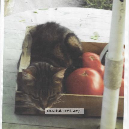 Foto 1/1 jade Chat perdido en Meaux