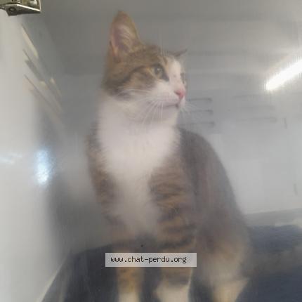 Foto 1/1 Rox Chat perdido en Guerande