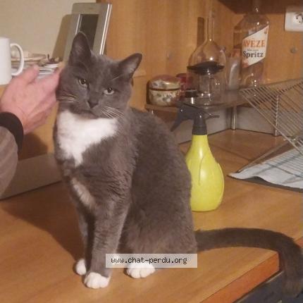 Foto 1/1 Looping Chat perdido en Joze