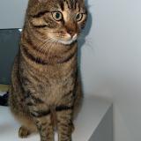 Foto del gato perdido en Armentieres