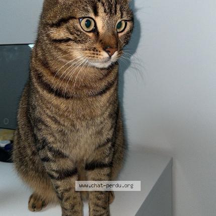 Foto 1/1 Socrate Chat perdido en Armentieres