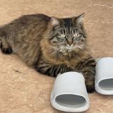 Foto del gato perdido en Angers