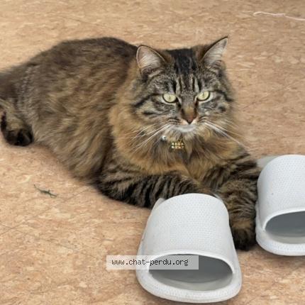 Foto 1/1 Assad Chat perdido en Angers