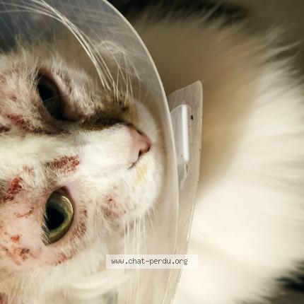 Foto 1/1 khana Chat perdido en Poitiers