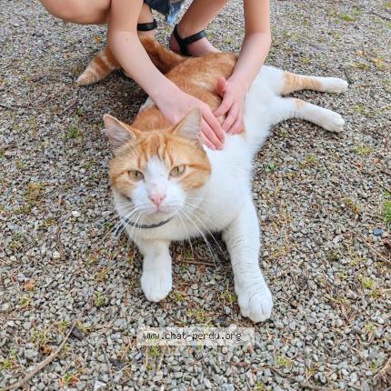 Foto 1/1 Cookie Chat perdido en Plougastel daoulas