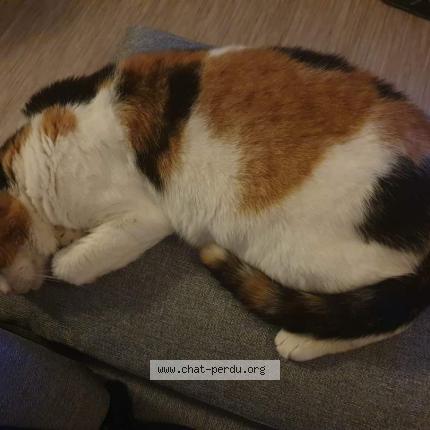 Foto 1/1 Kali Chat perdido en La teste de buch