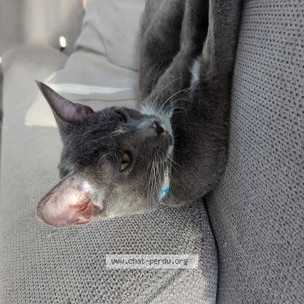 Foto 1/1 Aïko Chat perdido en Aimargues