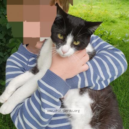 Foto 1/1 Circé Chat perdido en Livet sur authou