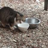 Foto del gato perdido en Saint Morillon