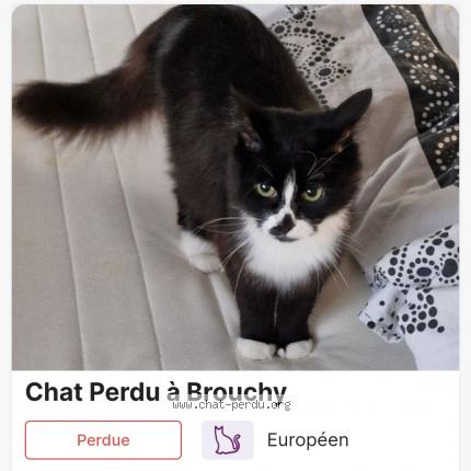 Foto 1/1 Leonne Chat perdido en Brouchy