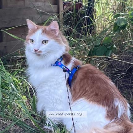 Foto 1/1 Billy Chat perdido en Dole