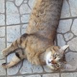 Foto del gato perdido en Denain