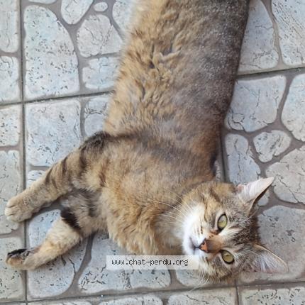 Foto 1/1 Hutch Chat perdido en Denain