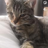 Foto del gato perdido en Halluin