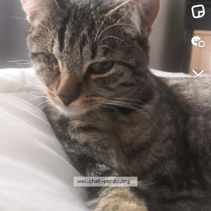 Foto 1/1 Gato encontrado Perdido en Halluin