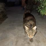 Foto de gato encontrado en St Mathieu De Treviers