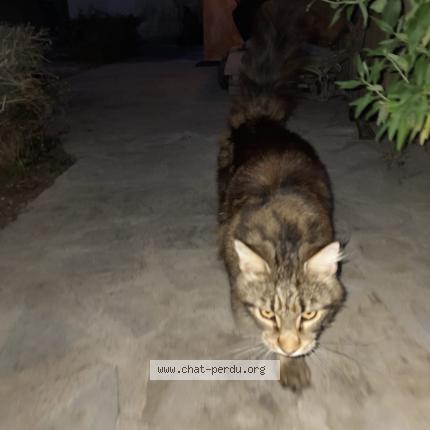 Foto 1/1 Gato encontrado Encontrado en St mathieu de treviers