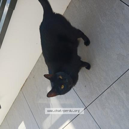 Foto 1/1 Fikil&eacute; Chat perdido en Douvaine