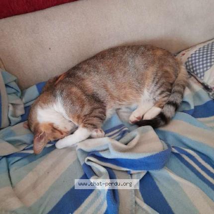 Foto 2/4 Muezza Chat perdido en Chatearoux