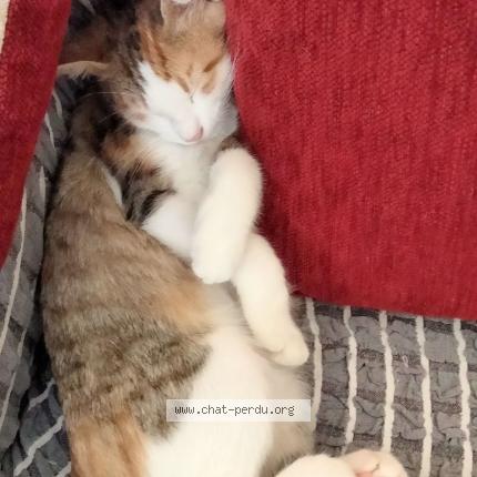 Foto 4/4 Muezza Chat perdido en Chatearoux