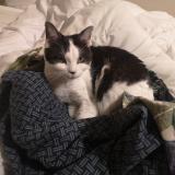 Foto del gato perdido en Sucy En Brie