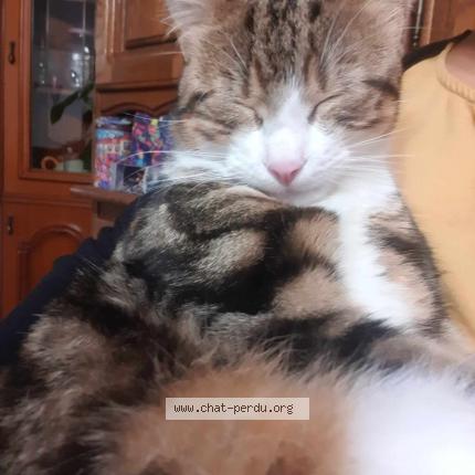 Foto 1/1 daen Chat perdido en Saint vaast les mello