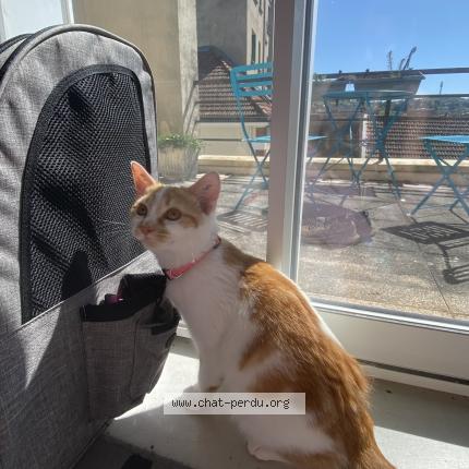 Foto 1/1 Pariou Chat perdido en Saint aout