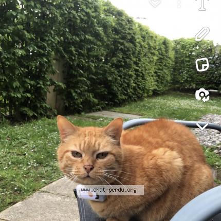 Foto 1/1 Léo Chat perdido en Bousbecque