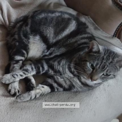 Foto 1/1 Cerise Chat perdido en Brechaumont